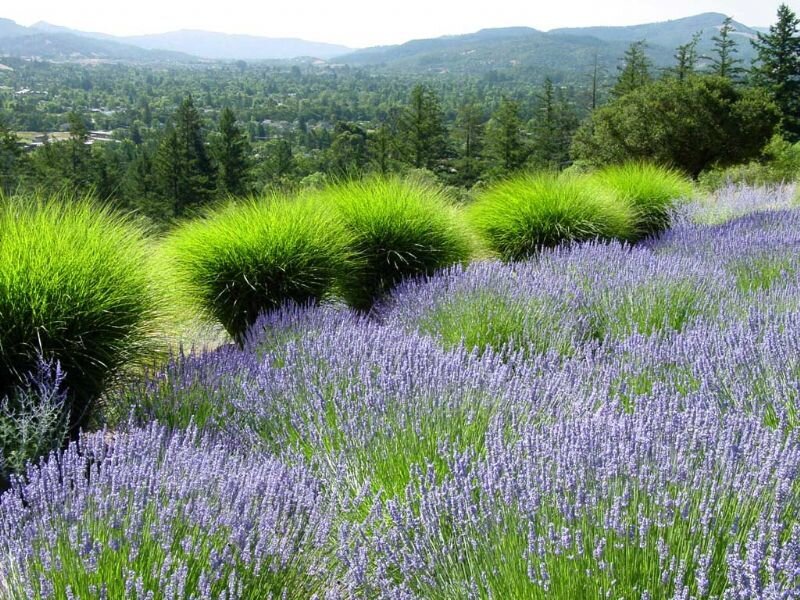 Lavender Field with Grass