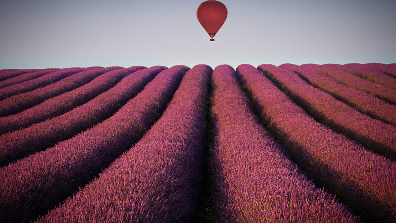Lavender Field with Hot Air Balloon