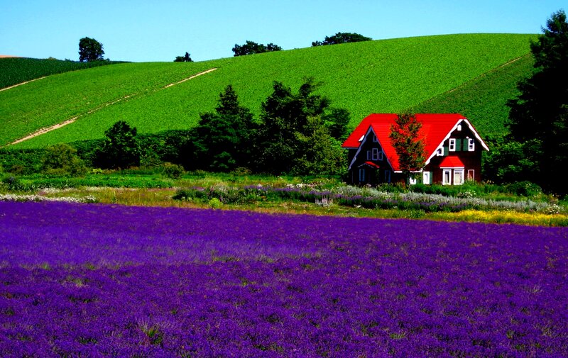 Lavender Field with House — Purple, Serene, Summer