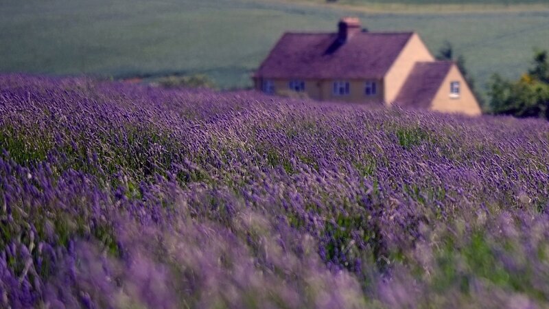 Lavender Field with House — Purple, Serene