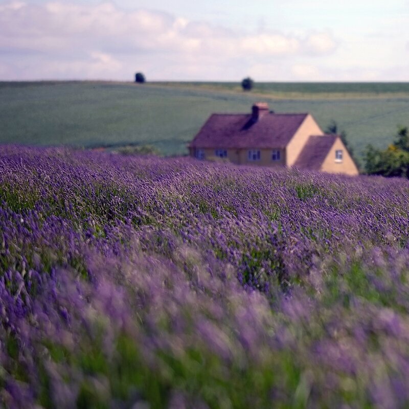 Lavender field with house