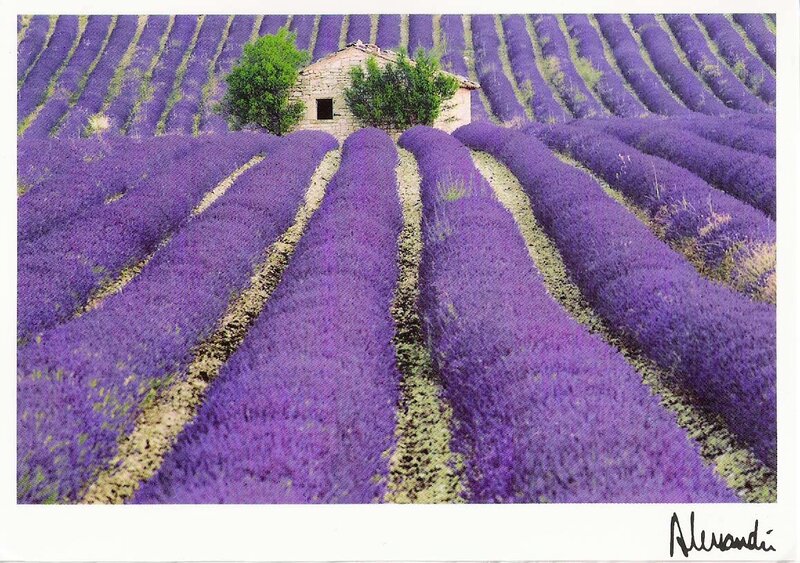 Lavender Field with Hut