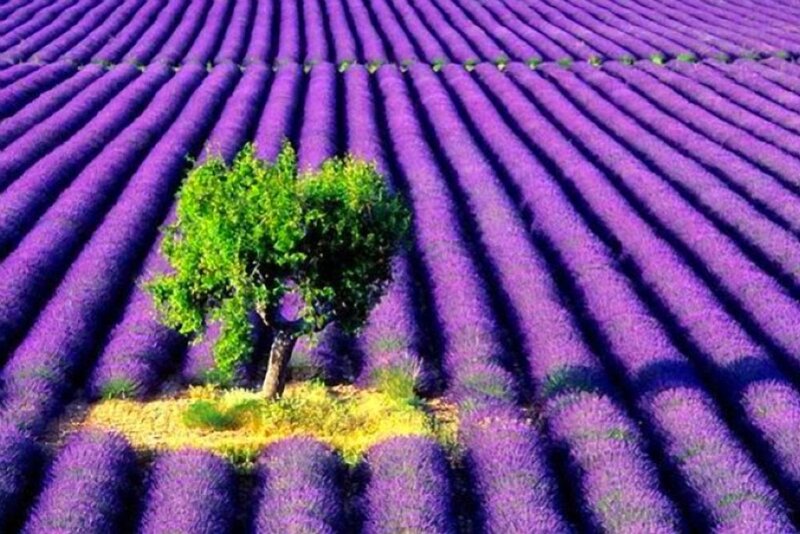 Lavender field with lone tree