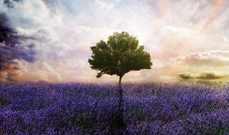 Lavender field with lone tree