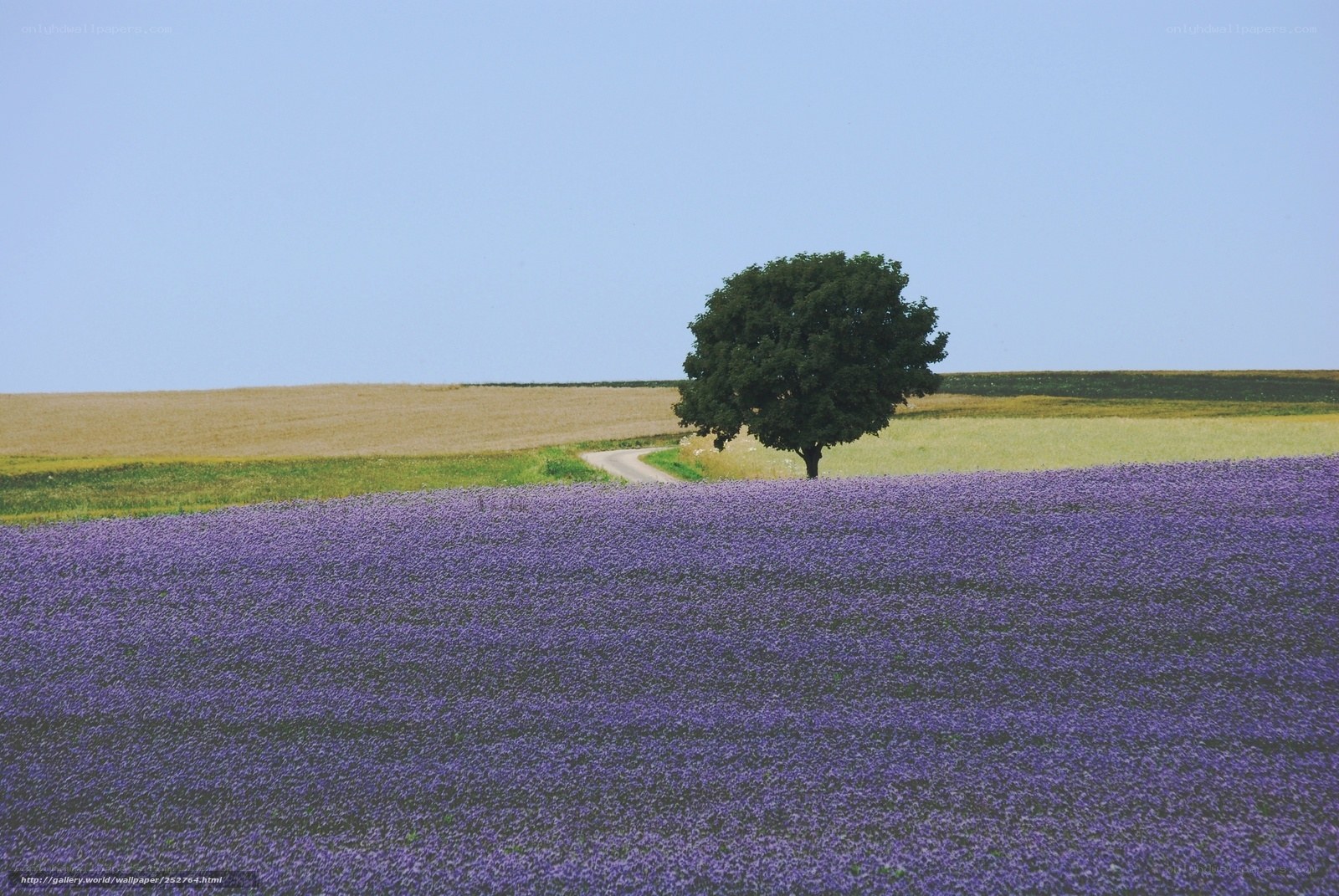 Lavender field with lone tree