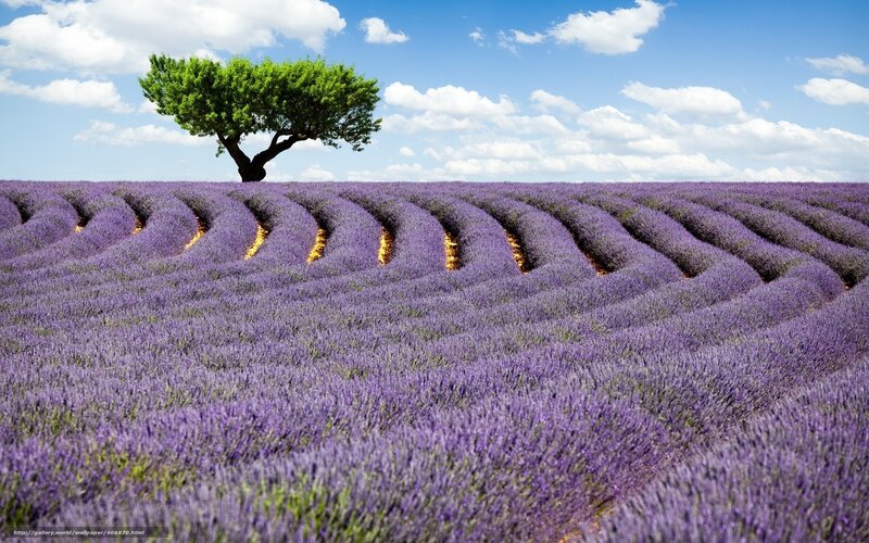 Lavender field with lone tree