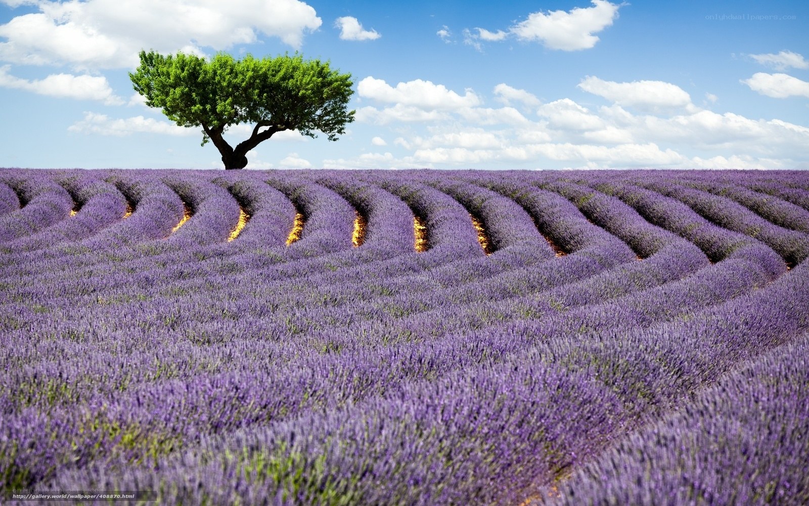 Lavender field with lone tree
