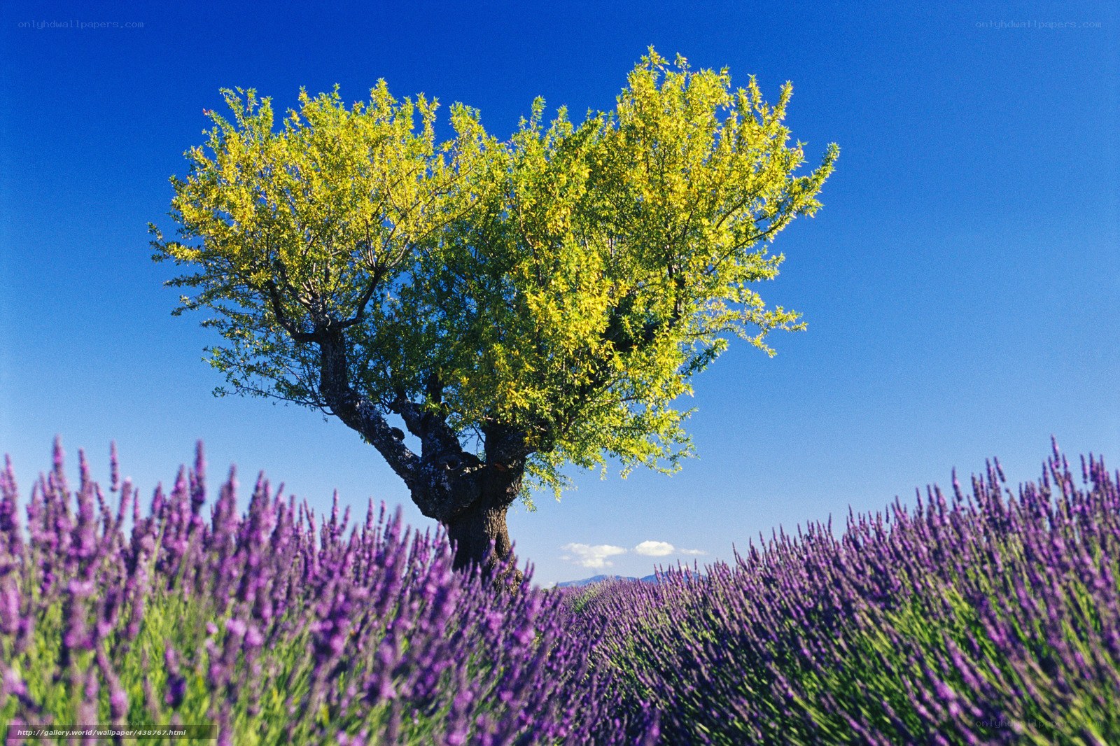 Lavender field with lone tree