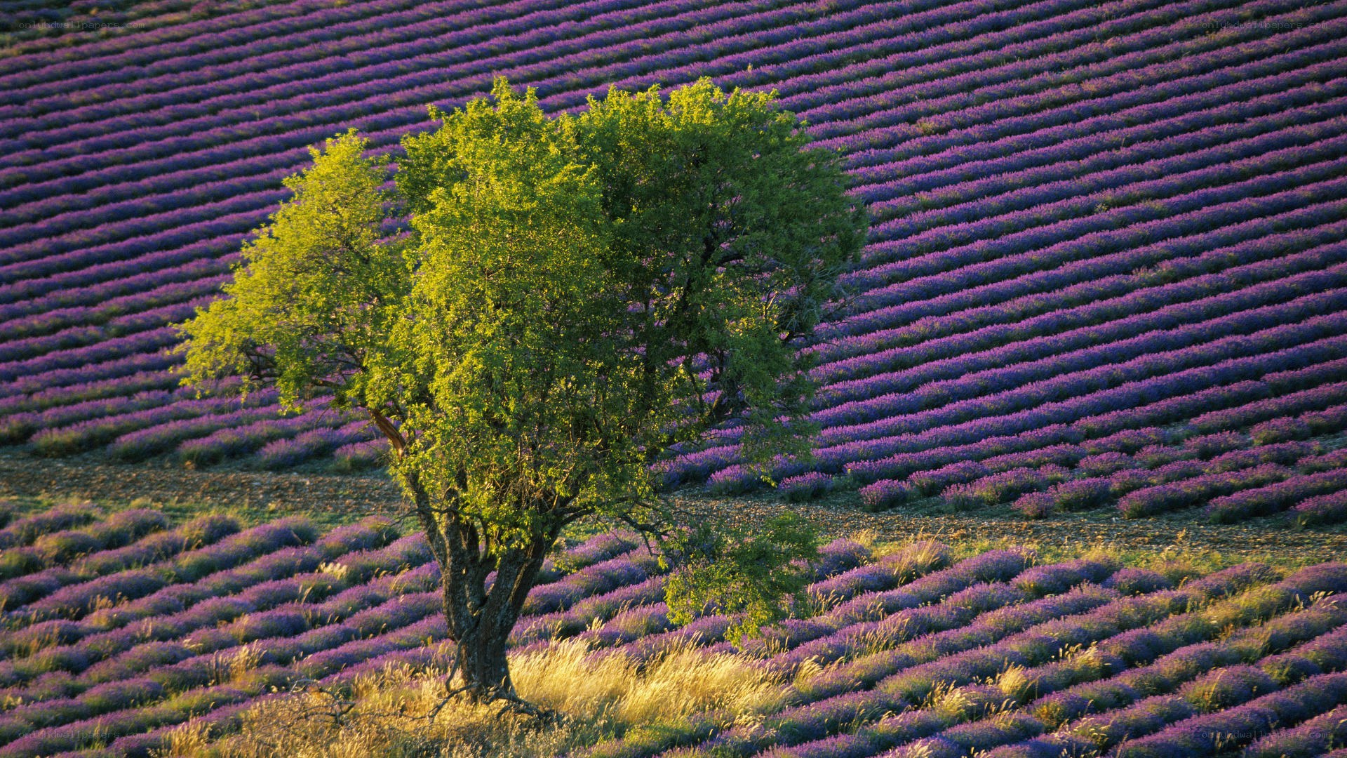 Lavender field with lone tree