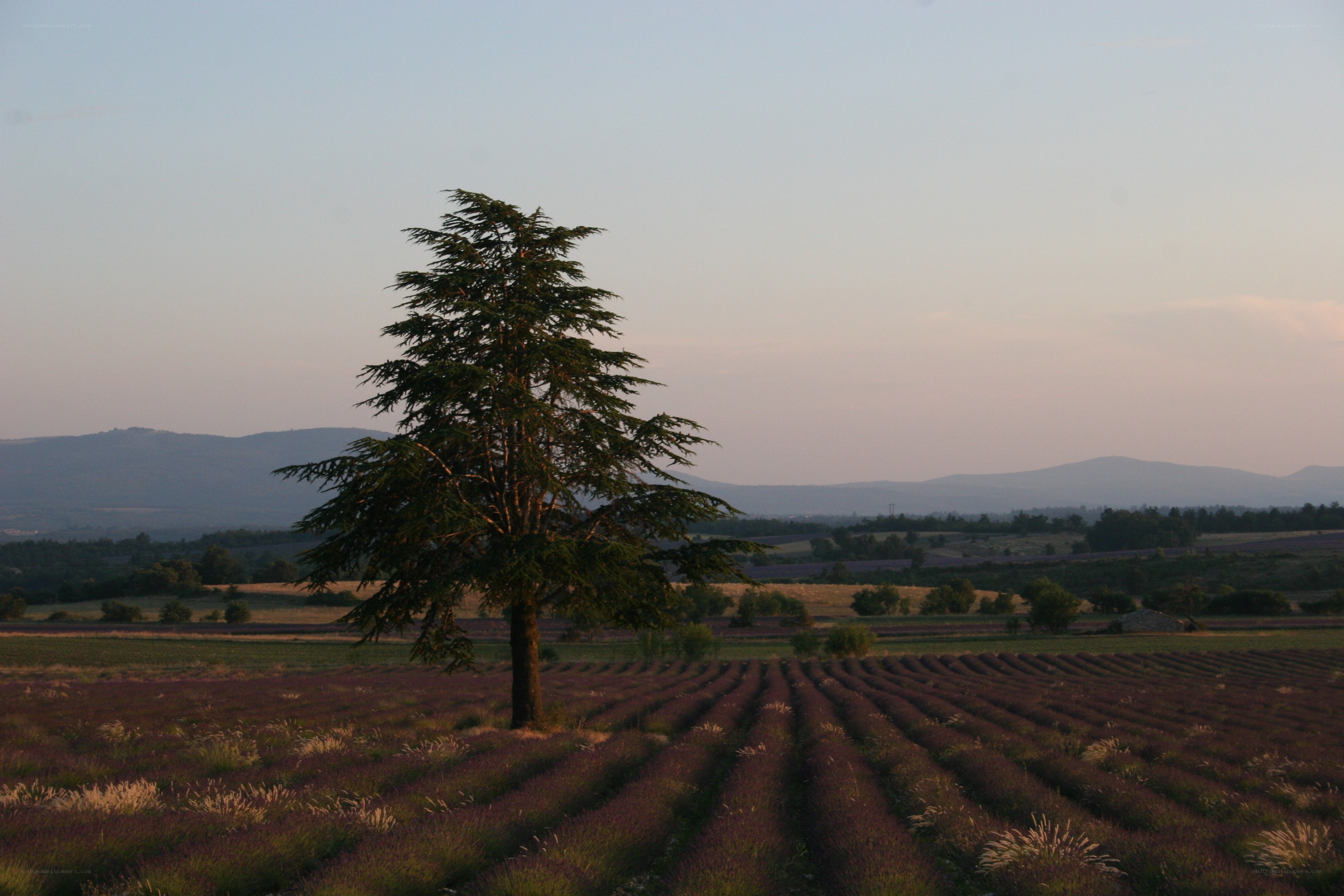 Lavender field with lone tree