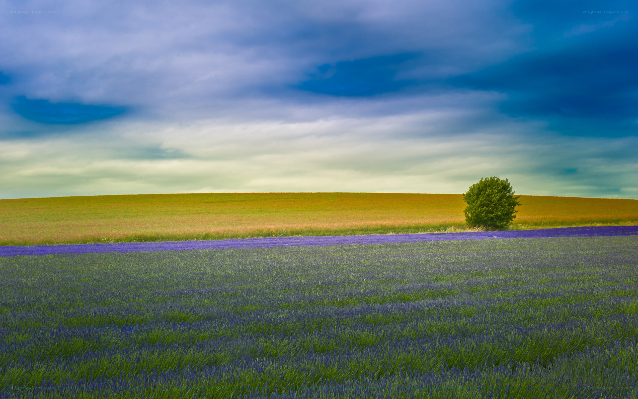 Lavender field with lone tree