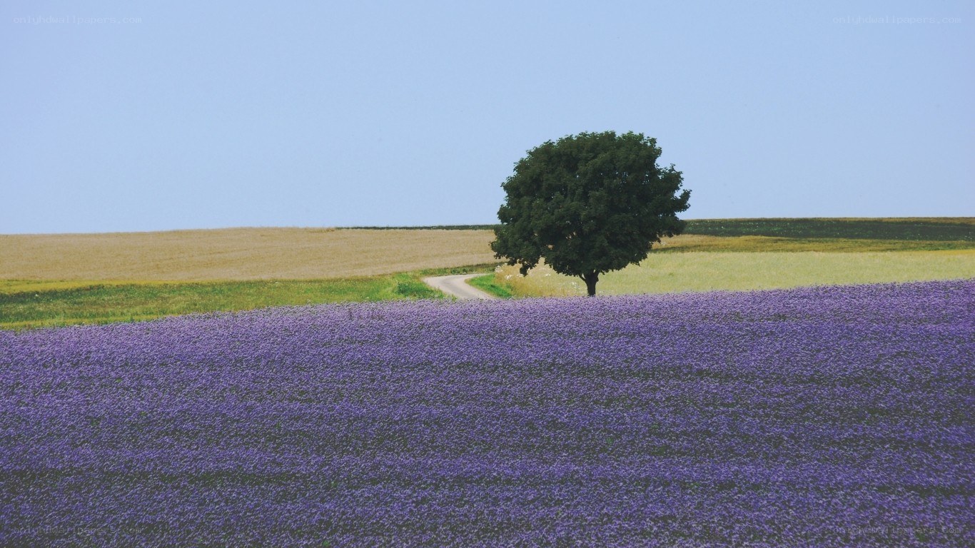 Lavender field with lone tree