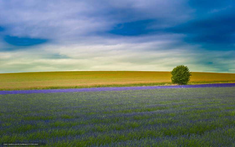 Lavender field with lone tree