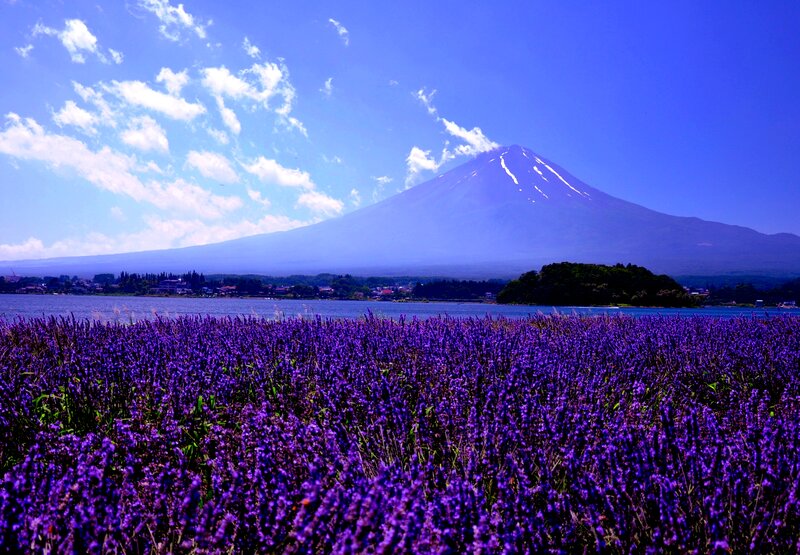 Lavender Field with Mountain — Purple, Serene, Summer
