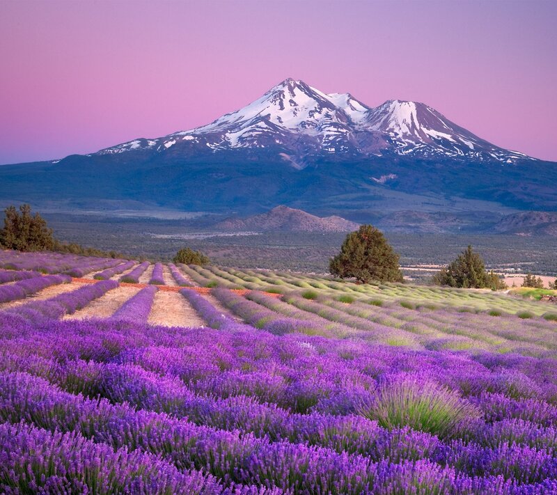Lavender Field with Mountain — Purple, Serene, Sunset, Photograph, Trees, Pink