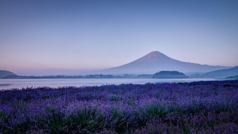 Lavender Field with Mountain — Purple, Serene, Sunset