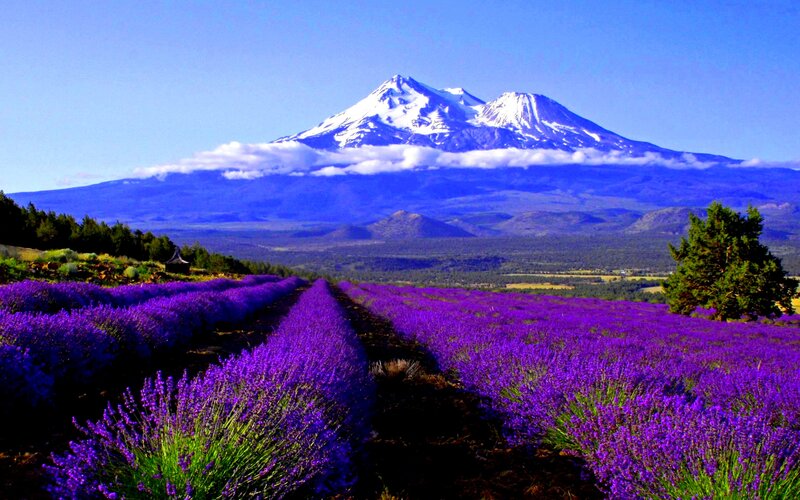 Lavender Field with Mountain — Purple, Serene