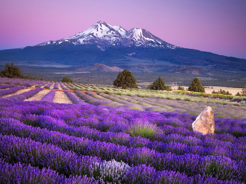 Lavender Field with Mountain