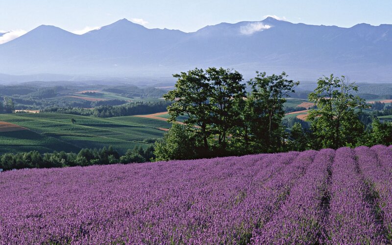 Lavender field with mountains