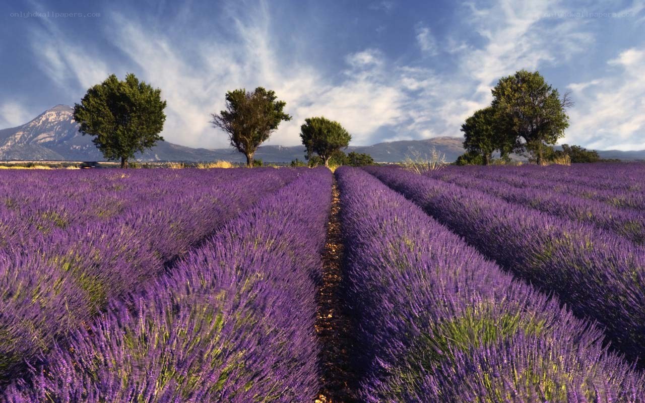 Lavender field with mountains