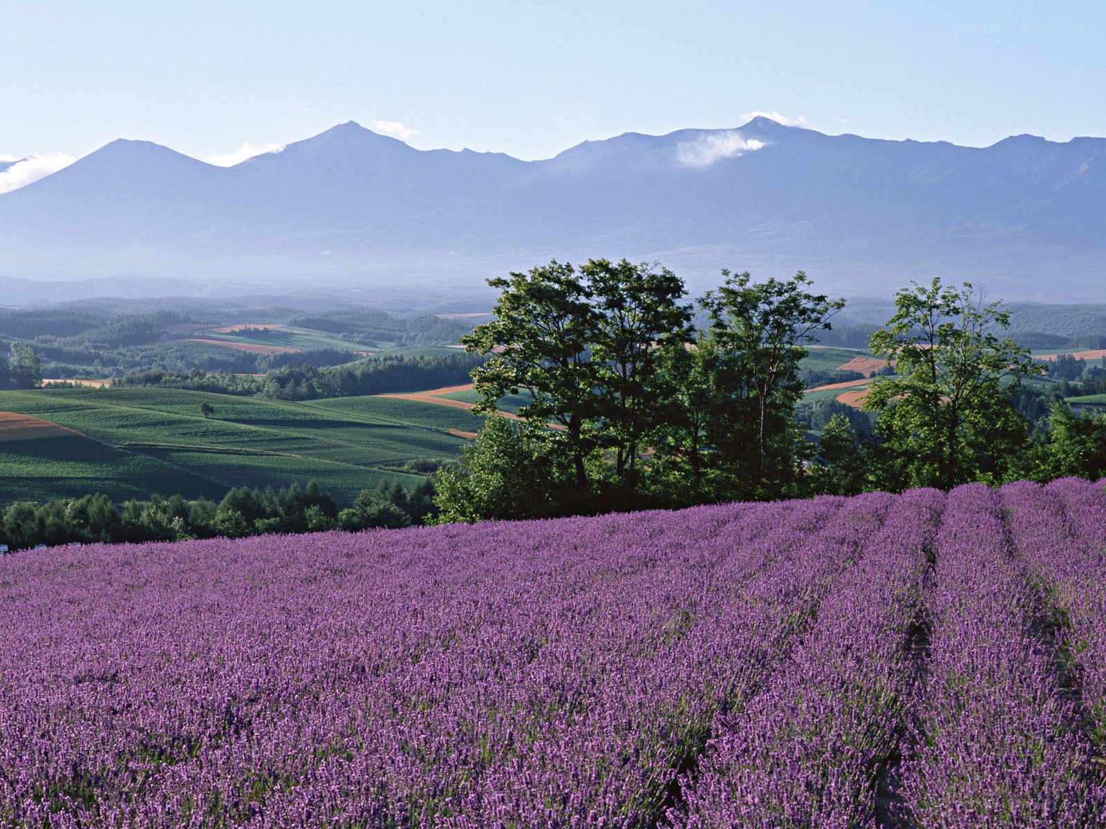 Lavender field with mountains