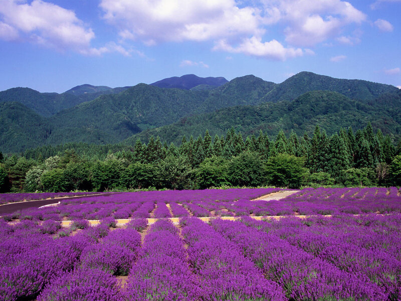 lavender field with mountains