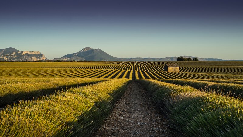 Lavender Field with Mountains — Green