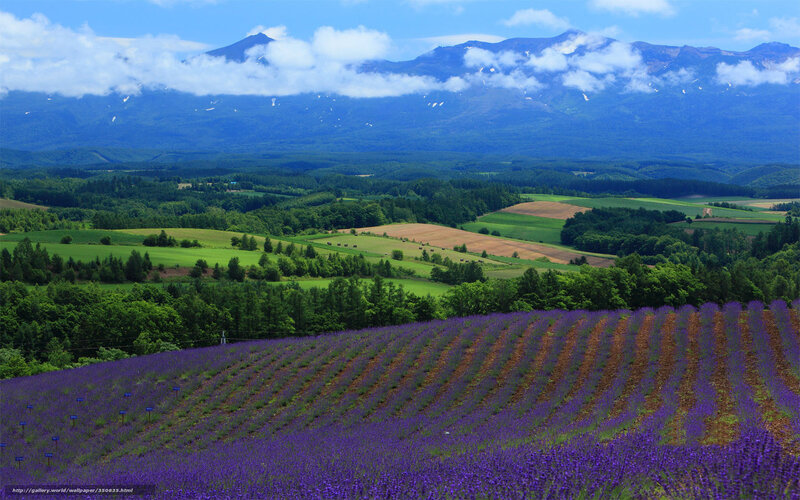 Lavender Field with Mountains — Purple, Serene, Summer