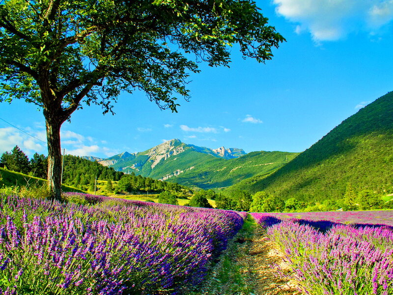 Lavender Field with Mountains — Purple, Serene