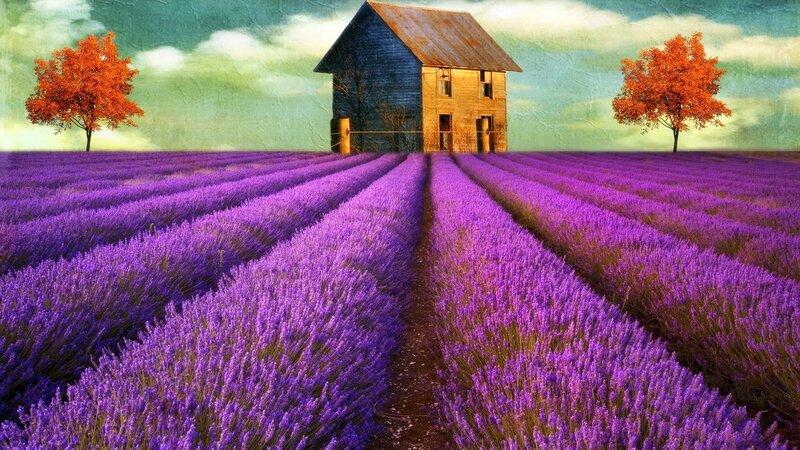 Lavender field with old house