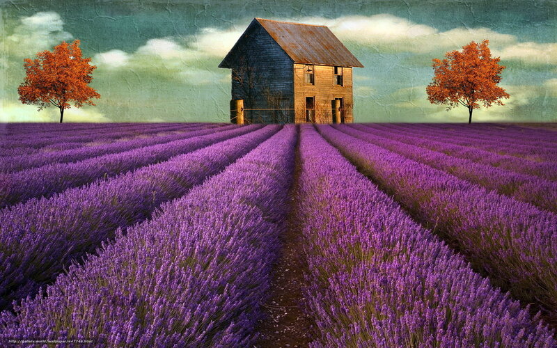 Lavender field with old house