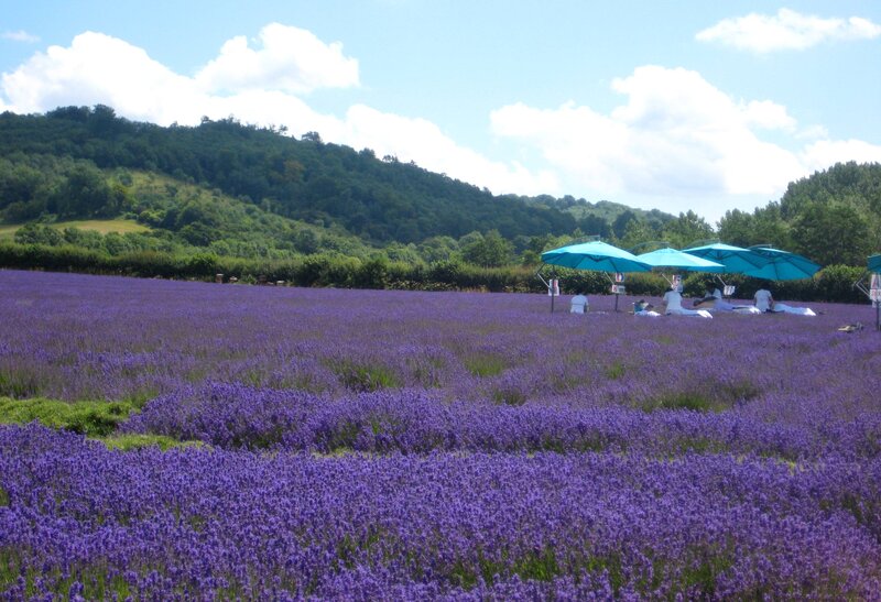 Lavender Field with People
