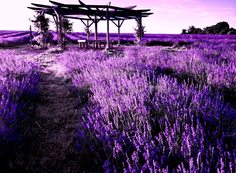 Lavender Field with Pergola — Purple, Serene, Afternoon, Photograph, Bench