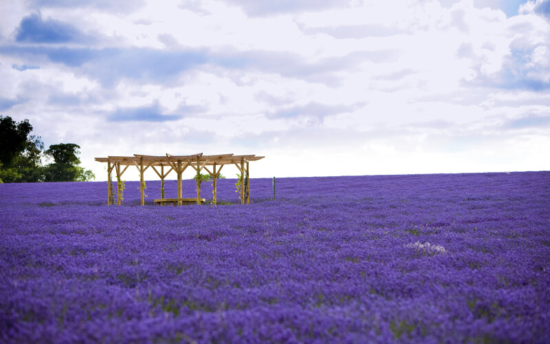 Lavender Field with Pergola — Purple, Serene, Afternoon, Photograph