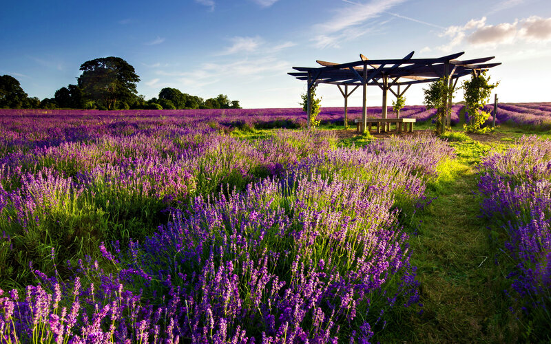 Lavender Field with Pergola — Purple, Serene, Sunset