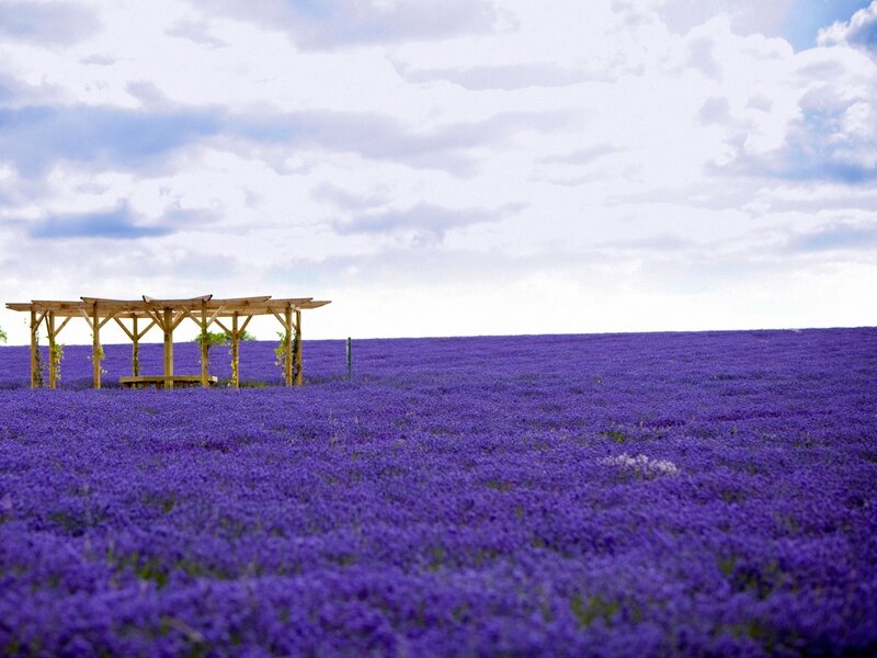 Lavender Field with Pergola — Purple, Serene