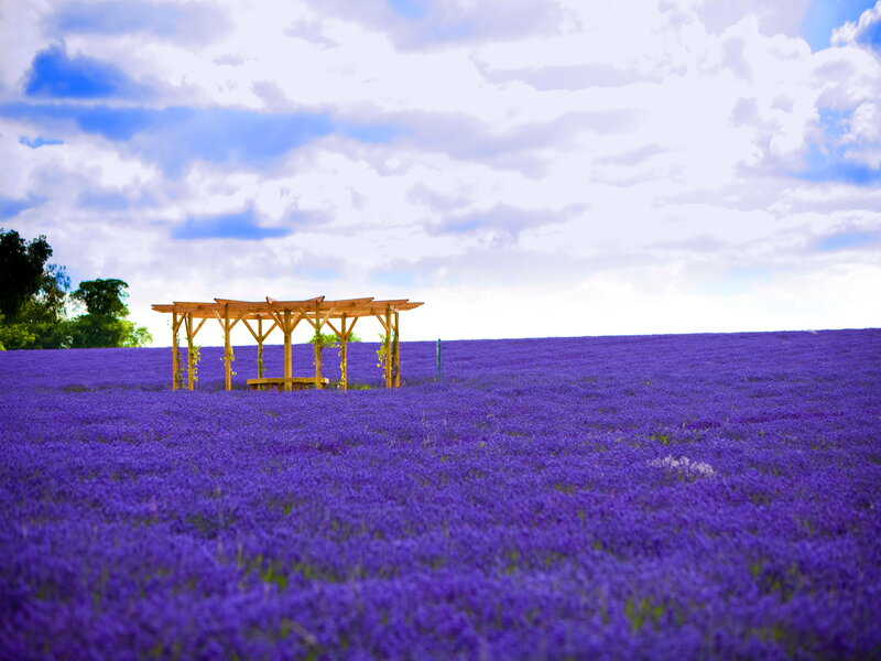 Lavender Field with Pergola — Purple