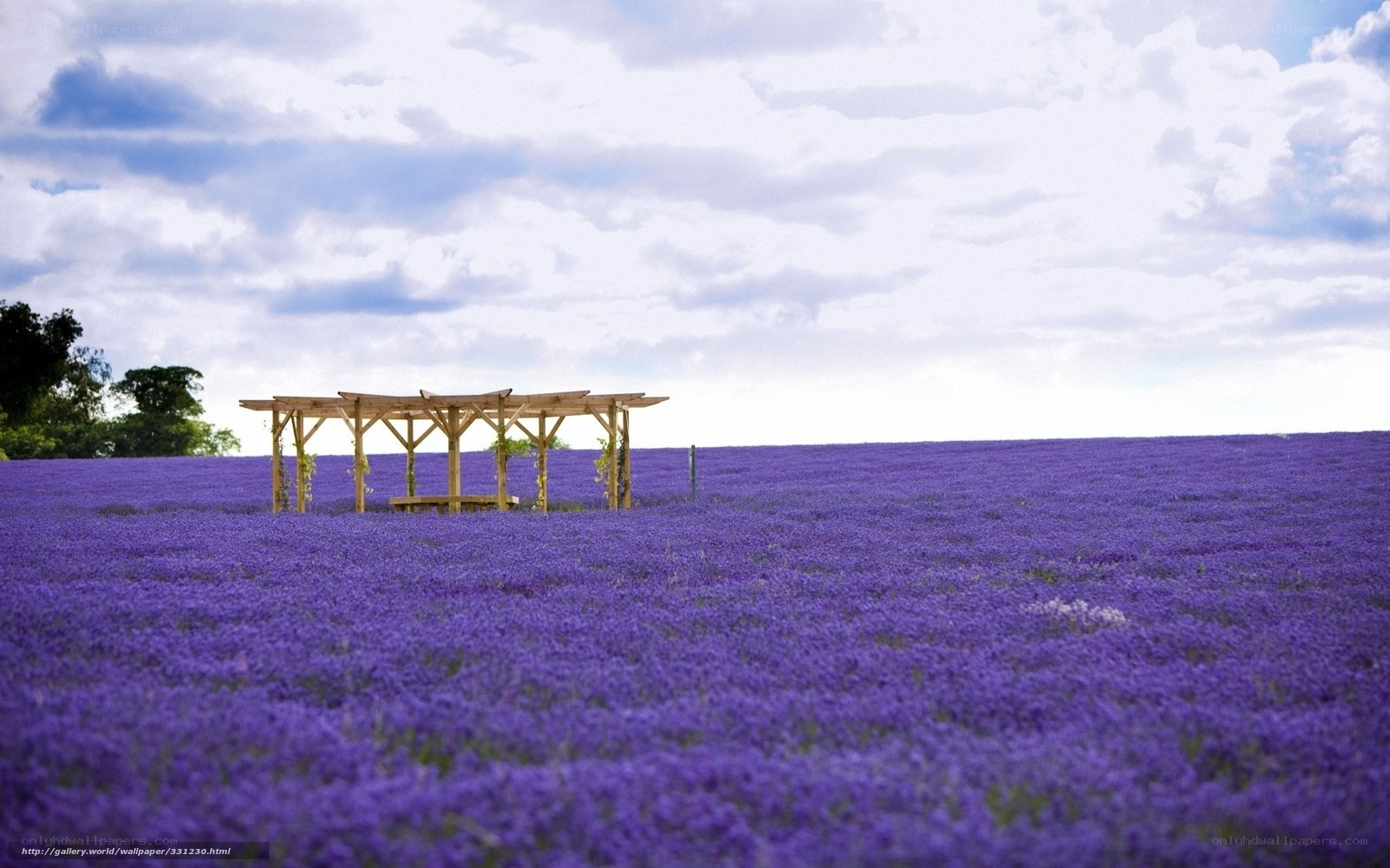 Lavender field with pergola