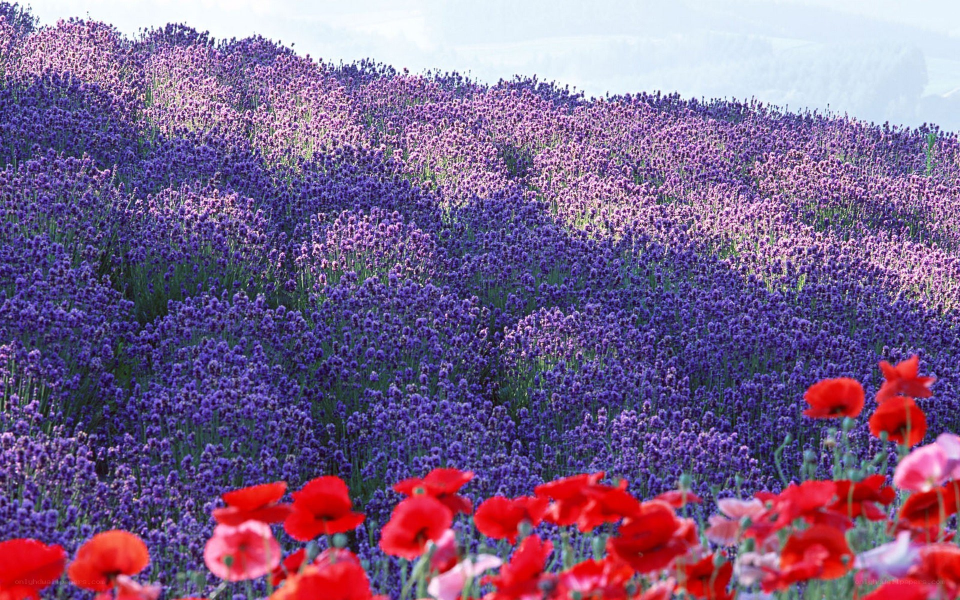 lavender field with poppies
