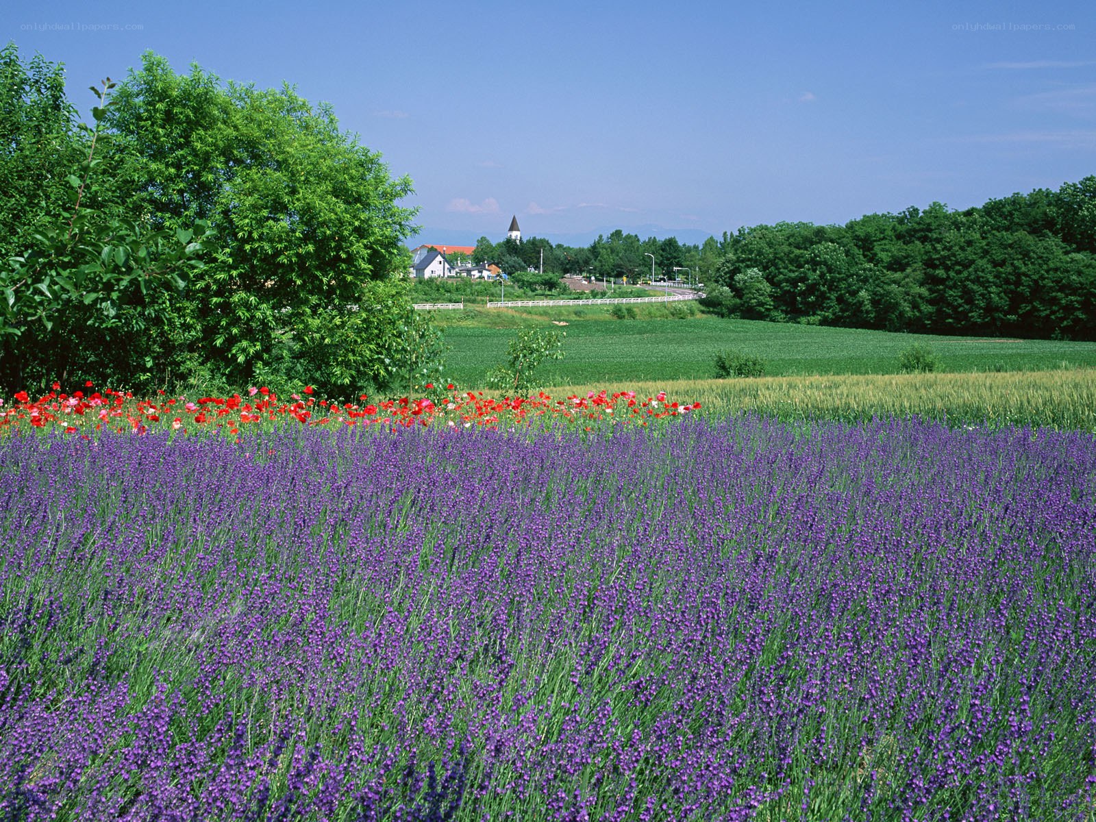 Lavender field with poppies