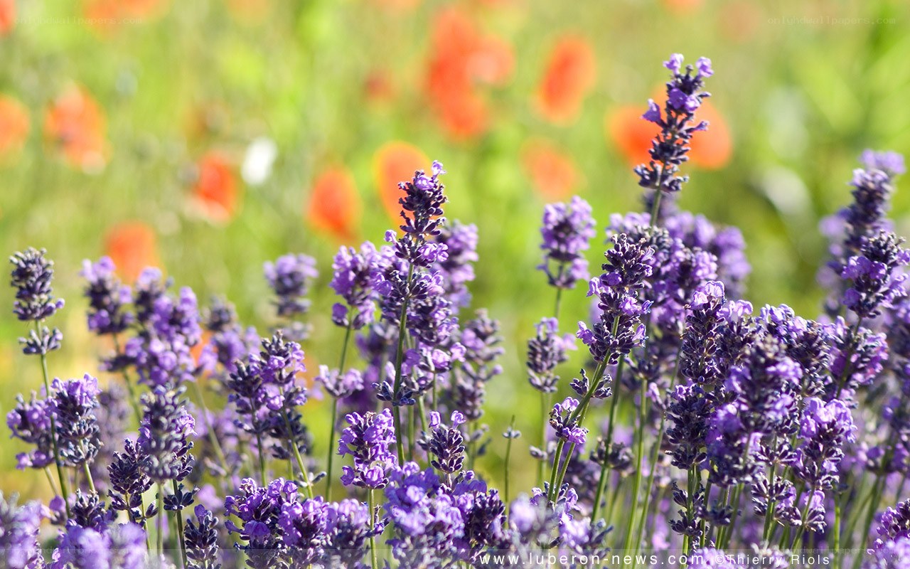 Lavender field with poppies