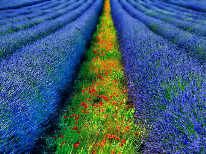 Lavender Field with Poppies — Blue