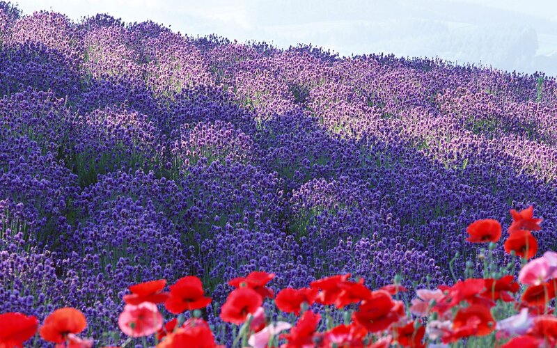 Lavender Field with Poppies — Purple, Serene, Afternoon, Photograph