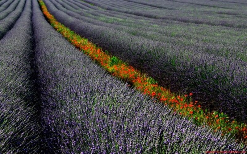 Lavender Field with Poppies — Purple
