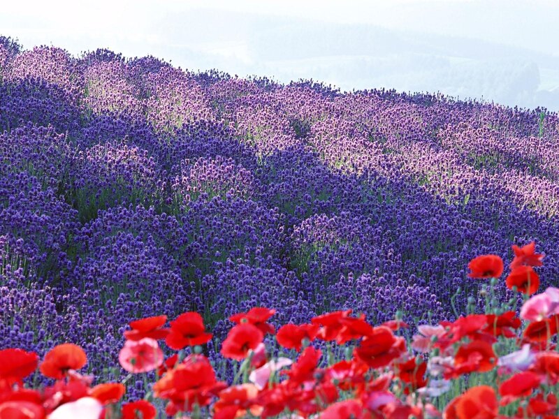 Lavender field with poppies
