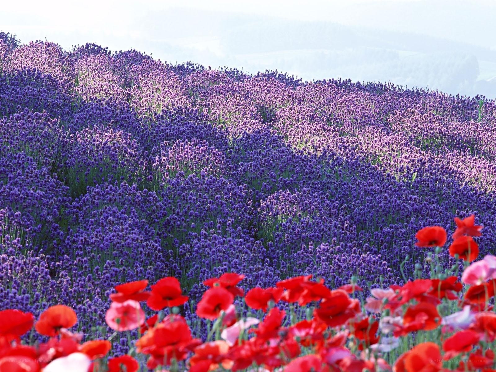 Lavender field with poppies