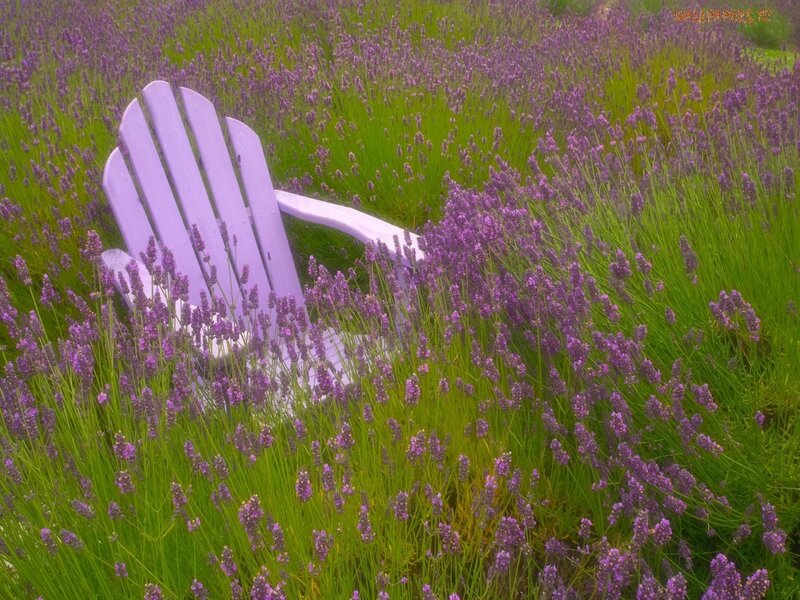 Lavender field with purple chair