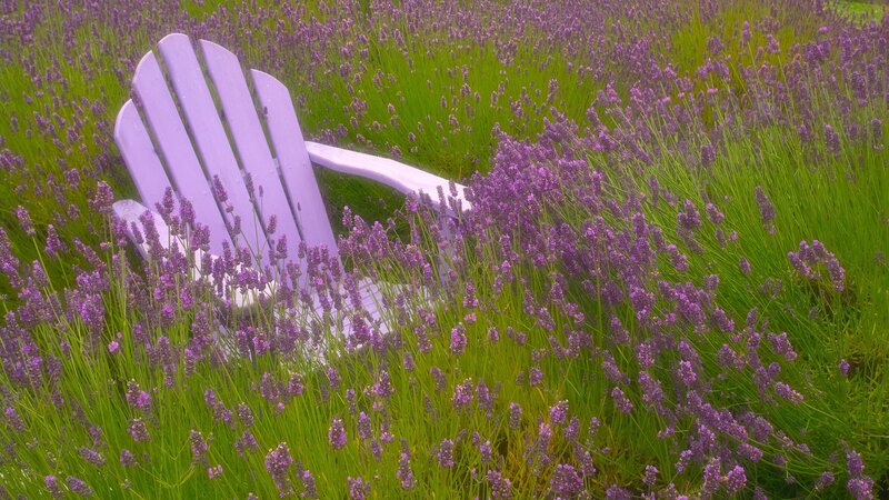 Lavender field with purple chair