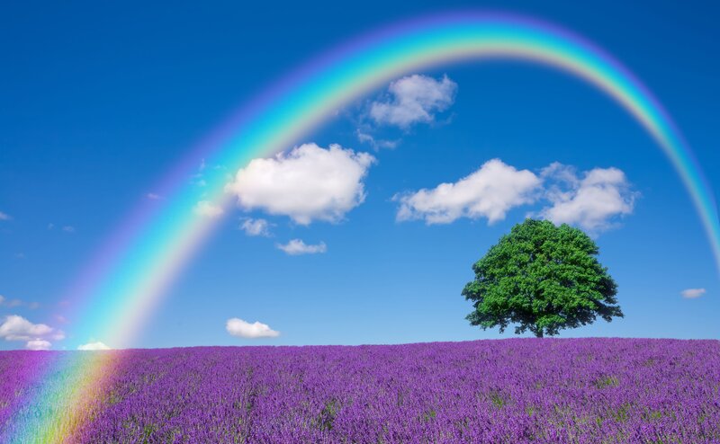 Lavender Field with Rainbow — Purple