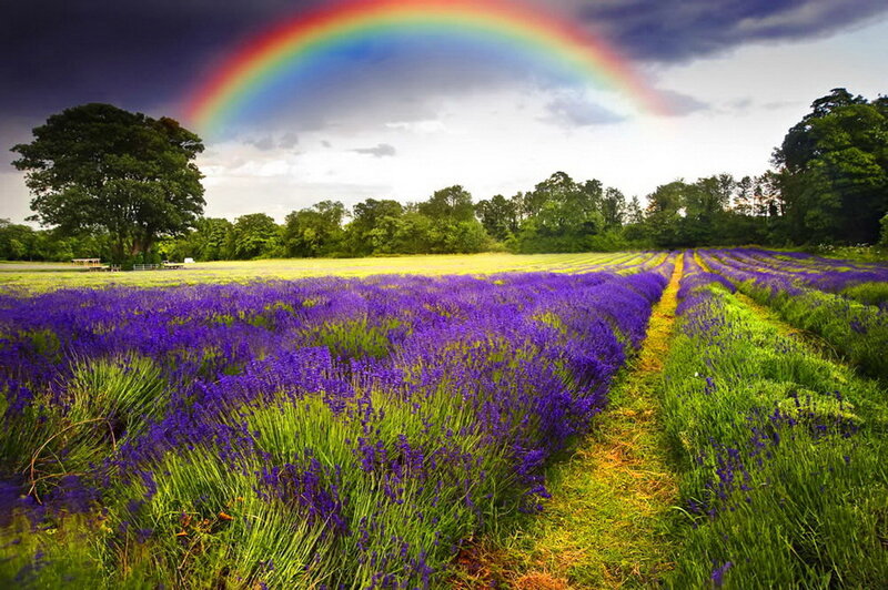 Lavender Field with Rainbow